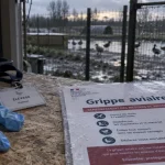 Deux foyers de grippe aviaire confirmés à La Lande-Chasles et Mouliherne