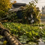 Prolifération de plantes invasives au port d'Angers